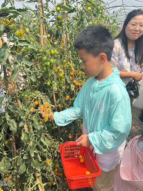 采摘番茄-(2).jpg